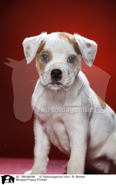 Mongrel Puppy Portrait / RR-98086