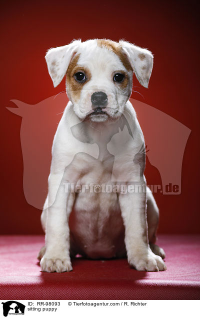 sitting puppy / RR-98093