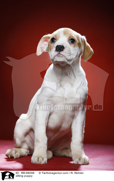 sitting puppy / RR-98098