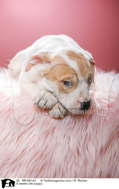 8 Wochen alter Welpe / 8 weeks old puppy / RR-98142