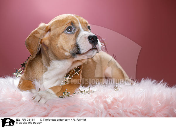 8 weeks old puppy / RR-98161