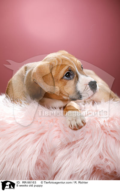 8 weeks old puppy / RR-98163