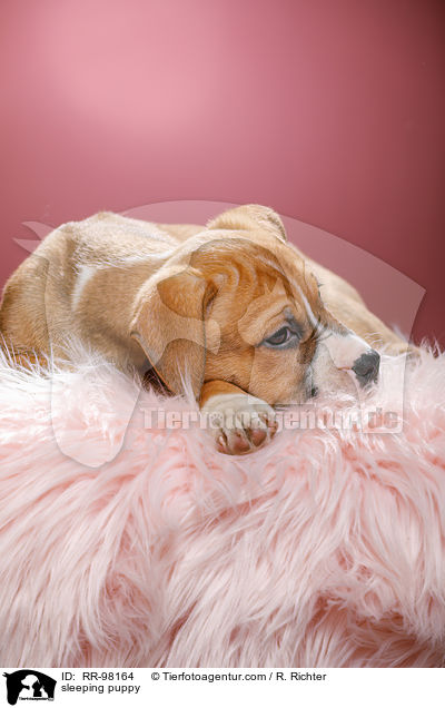 sleeping puppy / RR-98164
