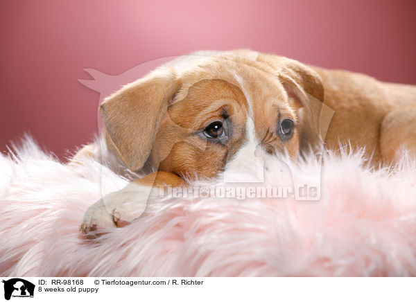 8 weeks old puppy / RR-98168