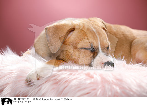 sleeping puppy / RR-98171