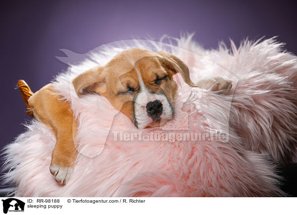 sleeping puppy / RR-98188