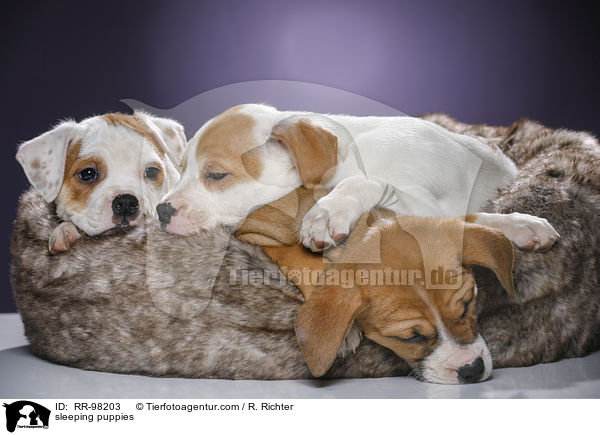 schlafende Welpen / sleeping puppies / RR-98203