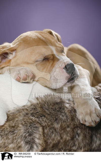 schlafender Welpe / sleeping puppy / RR-98209