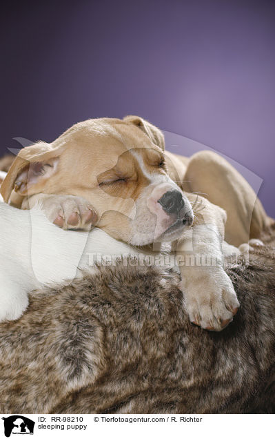 schlafender Welpe / sleeping puppy / RR-98210