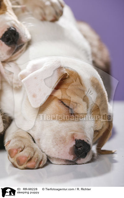schlafender Welpe / sleeping puppy / RR-98228