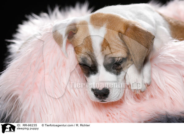 schlafender Welpe / sleeping puppy / RR-98235