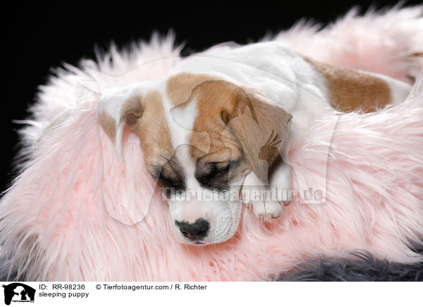 schlafender Welpe / sleeping puppy / RR-98236