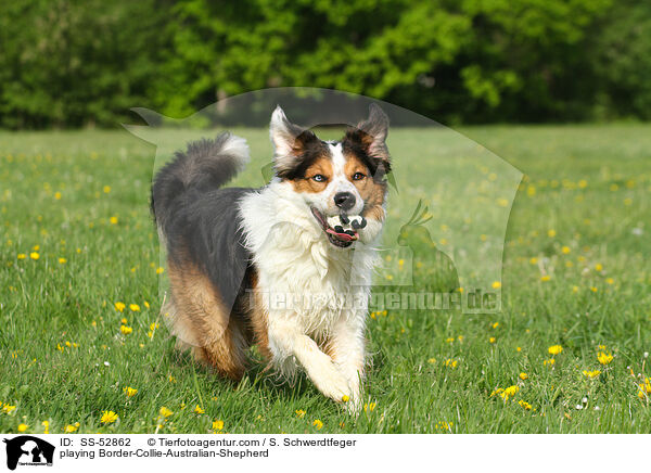 spielender Border-Collie-Australian-Shepherd / playing Border-Collie-Australian-Shepherd / SS-52862