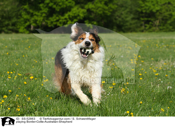 spielender Border-Collie-Australian-Shepherd / playing Border-Collie-Australian-Shepherd / SS-52863