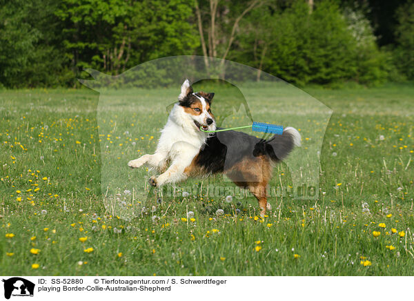 spielender Border-Collie-Australian-Shepherd / playing Border-Collie-Australian-Shepherd / SS-52880