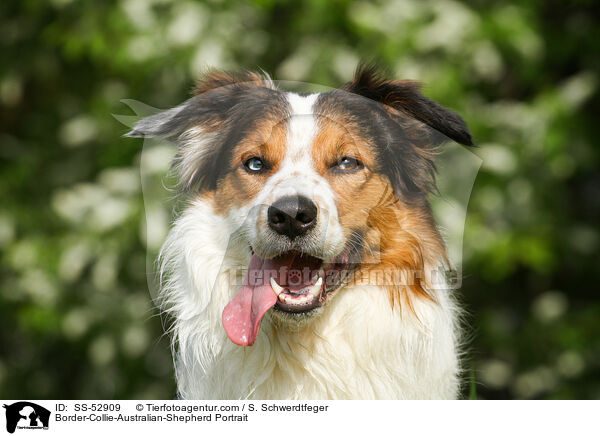 Border-Collie-Australian-Shepherd Portrait / Border-Collie-Australian-Shepherd Portrait / SS-52909