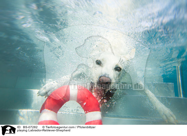 playing Labrador-Retriever-Shepherd / BS-07282