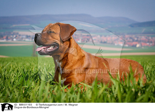 Bordeauxdogge-Mischling / Dogue-de-Bordeaux-Mongrel / MW-01193