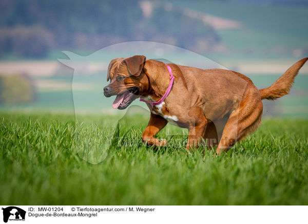 Bordeauxdogge-Mischling / Dogue-de-Bordeaux-Mongrel / MW-01204