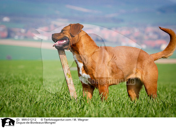 Bordeauxdogge-Mischling / Dogue-de-Bordeaux-Mongrel / MW-01212