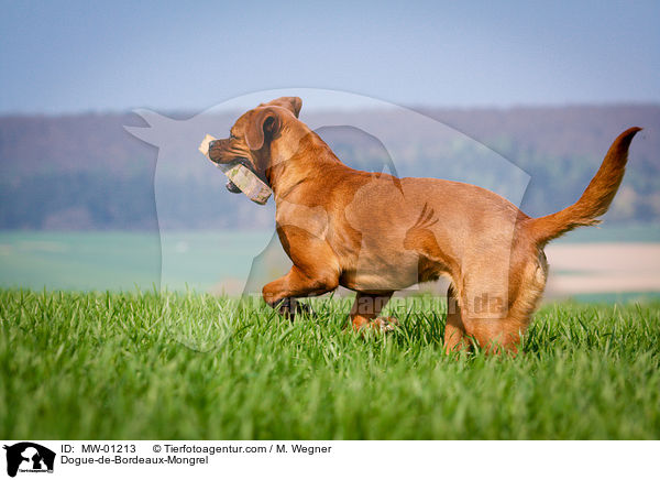 Bordeauxdogge-Mischling / Dogue-de-Bordeaux-Mongrel / MW-01213