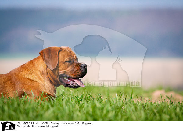 Bordeauxdogge-Mischling / Dogue-de-Bordeaux-Mongrel / MW-01214