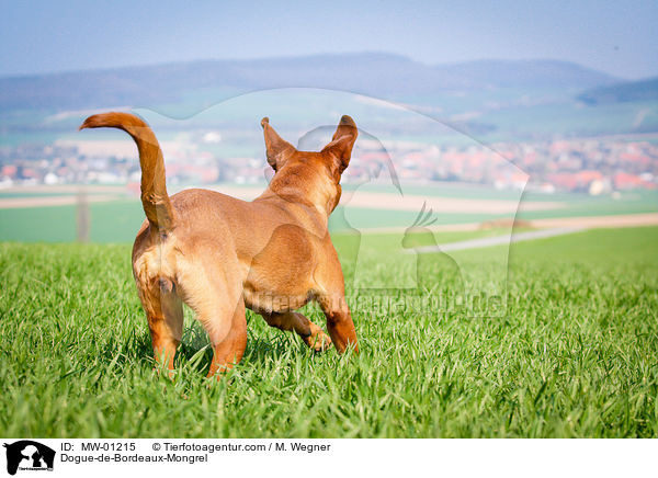 Bordeauxdogge-Mischling / Dogue-de-Bordeaux-Mongrel / MW-01215