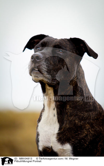 Pitbull-Mischling Portrait / Pitbull-Mongrel Portrait / MW-04813