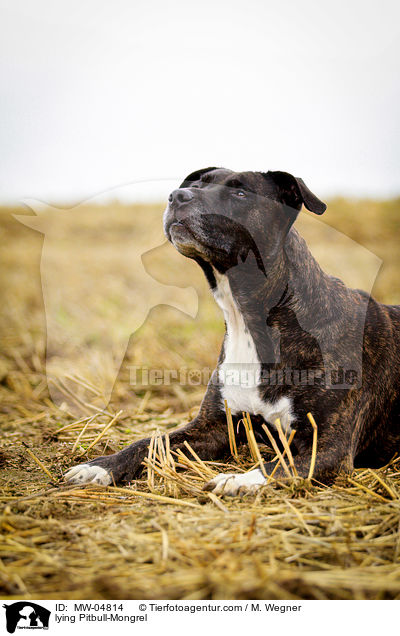 liegender Pitbull-Mischling / lying Pitbull-Mongrel / MW-04814
