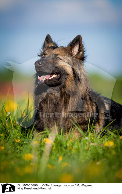 liegender Wolfsspitz-Mischling / lying Keeshond-Mongrel / MW-05090