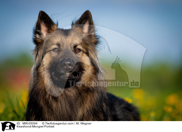 Wolfsspitz-Mischling Portrait / Keeshond-Mongrel Portrait / MW-05094