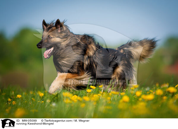 rennender Wolfsspitz-Mischling / running Keeshond-Mongrel / MW-05099