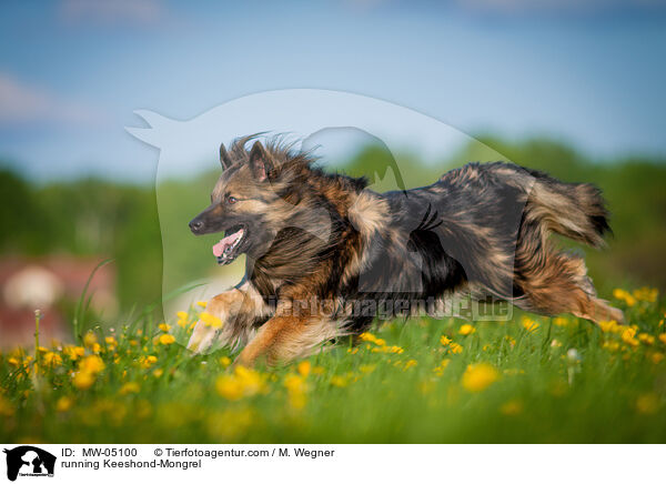 rennender Wolfsspitz-Mischling / running Keeshond-Mongrel / MW-05100