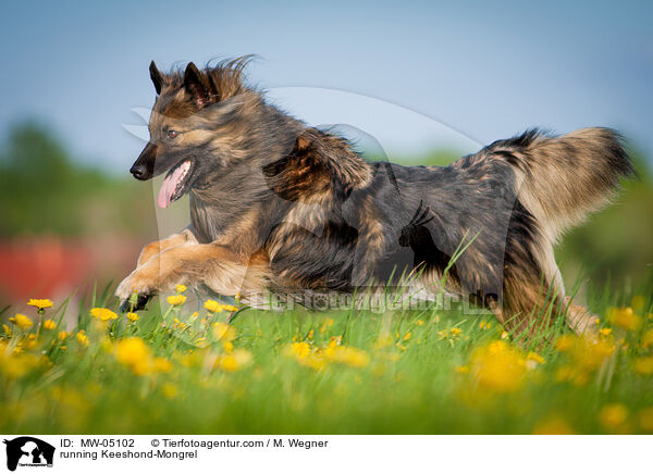 rennender Wolfsspitz-Mischling / running Keeshond-Mongrel / MW-05102