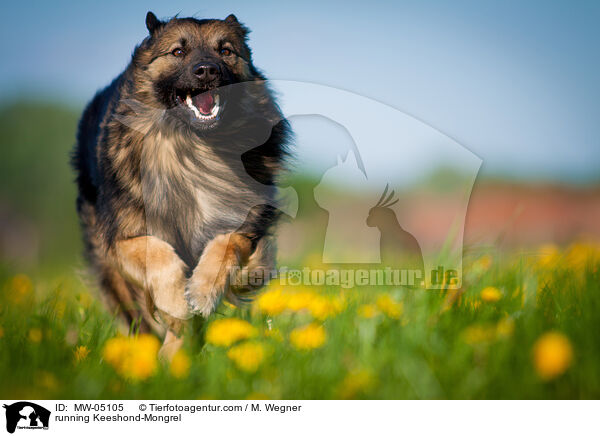rennender Wolfsspitz-Mischling / running Keeshond-Mongrel / MW-05105