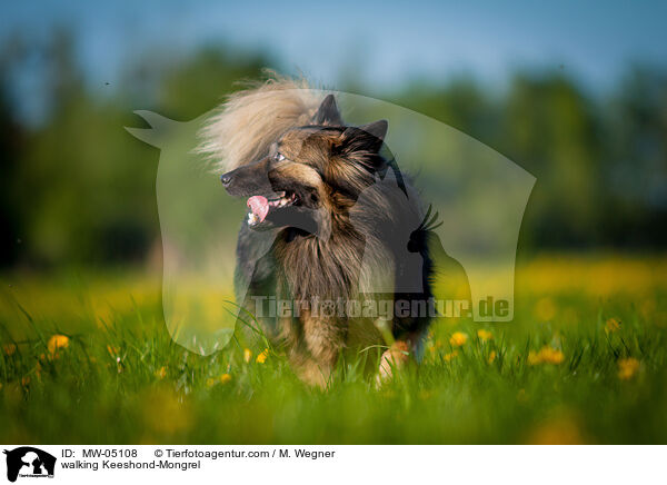 laufender Wolfsspitz-Mischling / walking Keeshond-Mongrel / MW-05108