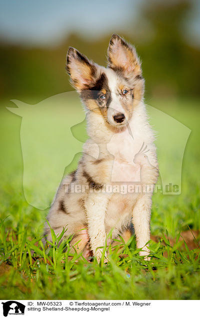 sitzender Sheltie-Mischling / sitting Shetland-Sheepdog-Mongrel / MW-05323