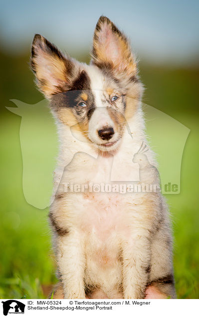 Sheltie-Mischling Portrait / Shetland-Sheepdog-Mongrel Portrait / MW-05324