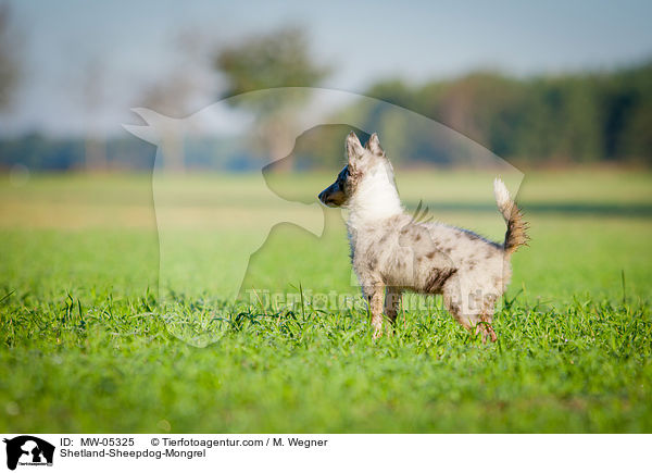 Sheltie-Mischling / Shetland-Sheepdog-Mongrel / MW-05325