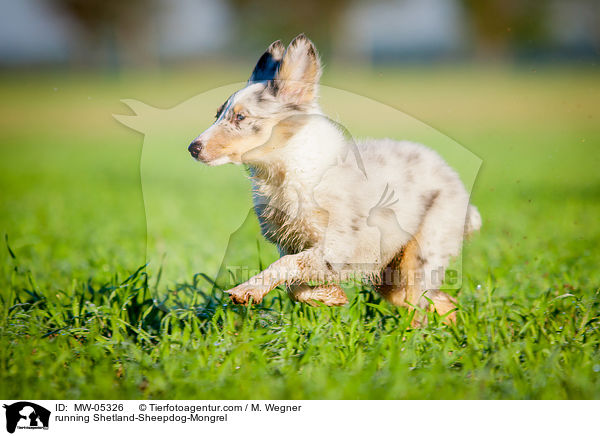 rennender Sheltie-Mischling / running Shetland-Sheepdog-Mongrel / MW-05326