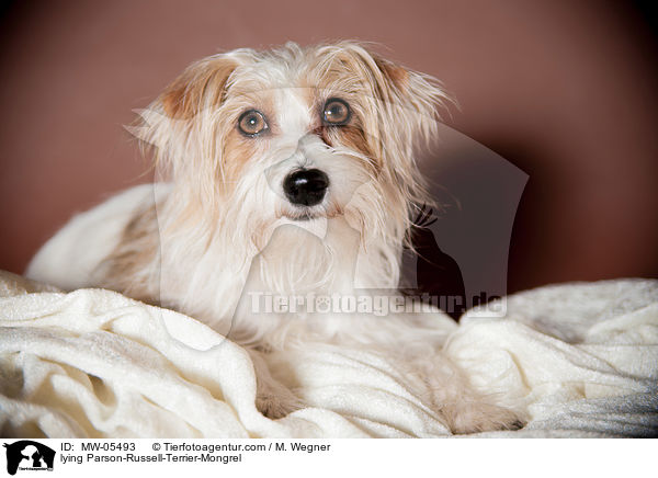 liegender Parson-Russell-Terrier-Mischling / lying Parson-Russell-Terrier-Mongrel / MW-05493