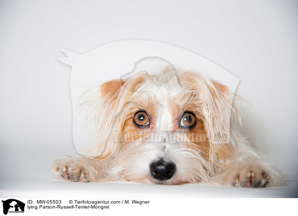 liegender Parson-Russell-Terrier-Mischling / lying Parson-Russell-Terrier-Mongrel / MW-05503