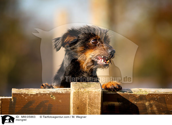 Mischling / mongrel / MW-05863