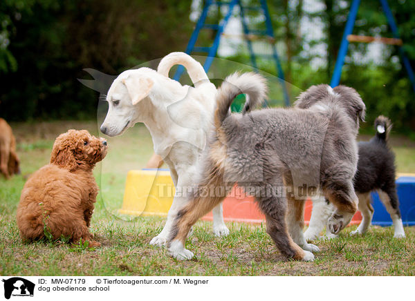 Hundeschule / dog obedience school / MW-07179