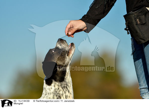 Pointer-Mix / Mongrel / YJ-14439