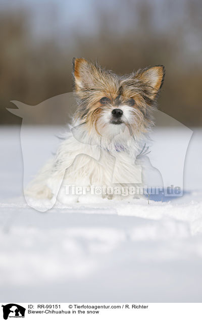 Biewer-Chihuahua im Schnee / Biewer-Chihuahua in the snow / RR-99151