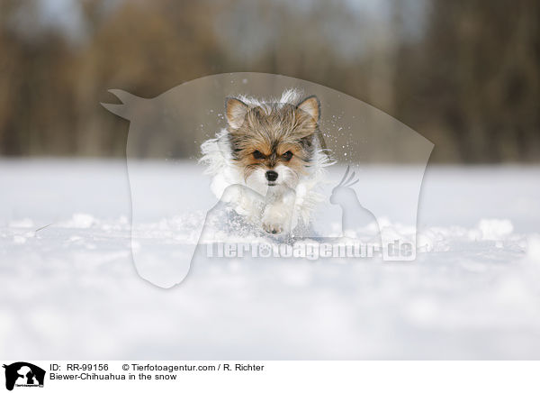 Biewer-Chihuahua im Schnee / Biewer-Chihuahua in the snow / RR-99156