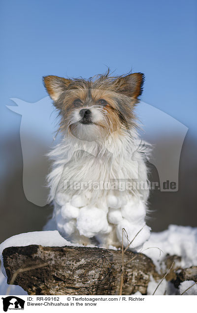 Biewer-Chihuahua im Schnee / Biewer-Chihuahua in the snow / RR-99162