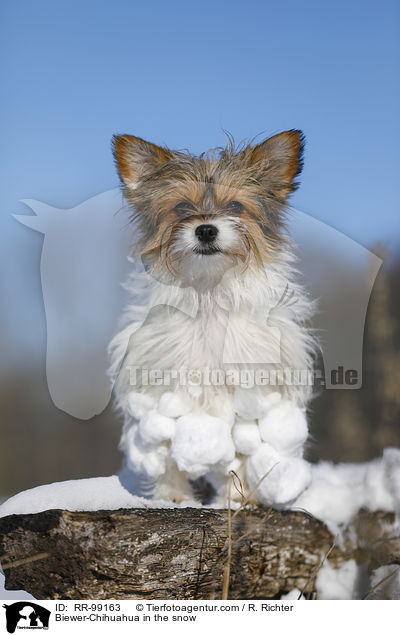 Biewer-Chihuahua im Schnee / Biewer-Chihuahua in the snow / RR-99163