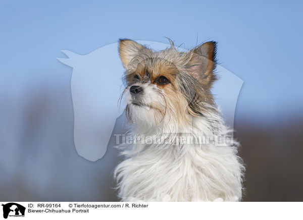 Biewer-Chihuahua Portrait / Biewer-Chihuahua Portrait / RR-99164